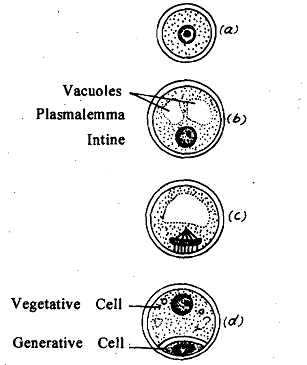 260_Formation of Vegetative and Generative Cells.png